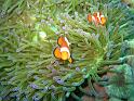 Poisson clown à 3 bandes - Amphiprion ocellaris